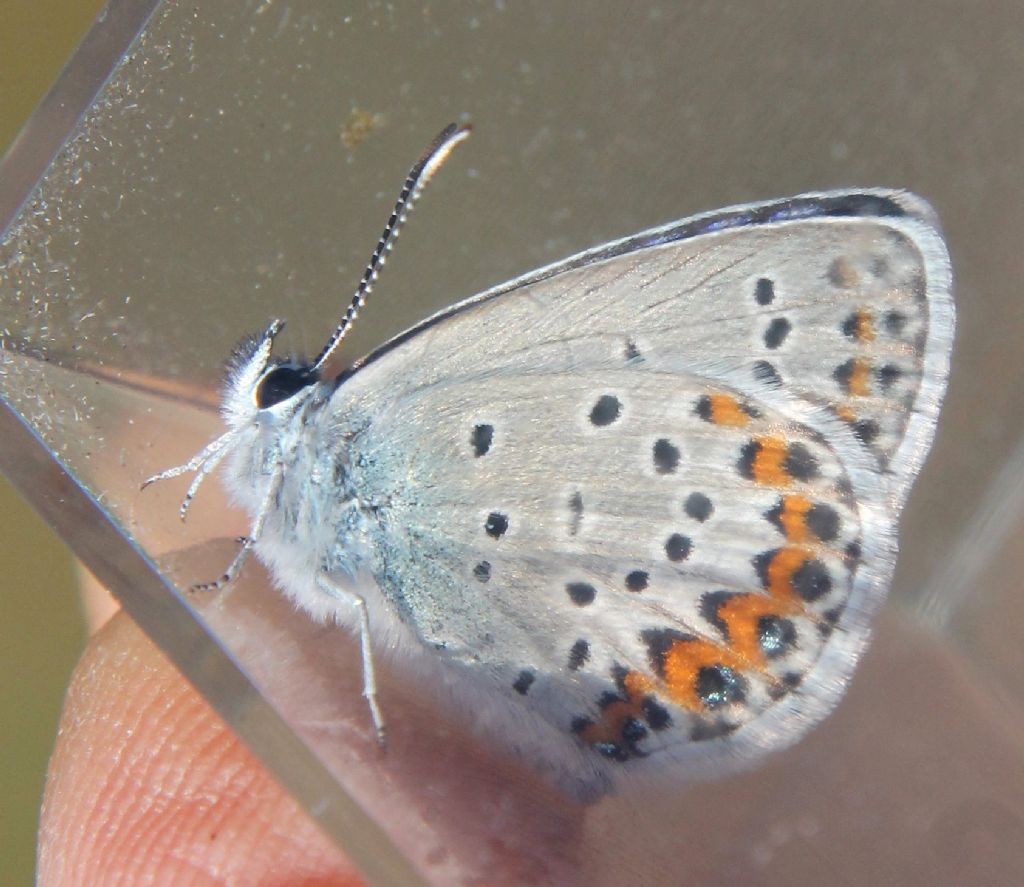 Plebejus argus/idas?  Plebejus sp.